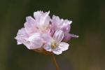 : - Armeria canescens