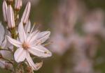 : - Asphodelus ramosus subsp. ramosus