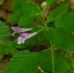 Grossblumiger Wirbeldost - Clinopodium grandiflorum
