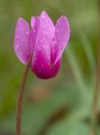 Geschweiftblättriges Alpenveilchen - Cyclamen repandum