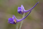 : - Delphinium peregrinum