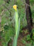 : - Sisyrinchium vaginatum