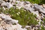 : - Galium magellense