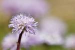: - Globularia meridionalis