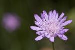 : - Knautia integrifolia