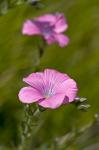 Klebriger Lein - Linum viscosum