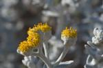 : - Otanthus maritimus