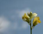 : - Polygala flavescens