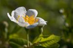 Immergrüne Rose - Rosa sempervirens