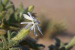 : - Silene succulenta