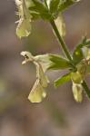 Aufrechter Ziest - Stachys recta
