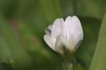 Bodenfrüchtiger Klee - Trifolium subterraneum