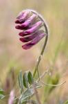 : - Vicia benghalensis