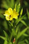 : - Oenothera biennis var. pycnocarpa