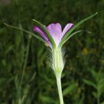 Kornrade - Agrostemma githago