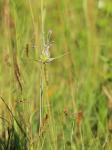 Gekielter Lauch - Allium carinatum subsp. carinatum