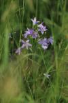 : - Campanula patula subsp. patula