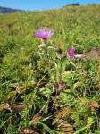 Falsche Phrygische Flockenblume - Centaurea phrygia subsp. melanocalathia