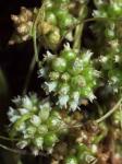 Nessel-Seide - Cuscuta europaea