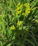 Scharfkantige Wolfsmilch - Euphorbia angulata