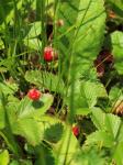 Hügel-Erdbeere - Fragaria viridis