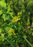 Geflügeltes Johanniskraut - Hypericum tetrapterum