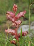 Thymian-Sommerwurz - Orobanche alba
