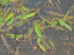 : - Potamogeton fluitans