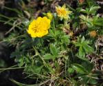 Gold-Fingerkraut - Potentilla aurea