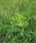 Ausdauernder Rapsdotter - Rapistrum perenne