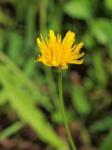 Herbst-Löwenzahn - Scorzoneroides autumnalis