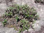 : - Vellozia hemisphaerica