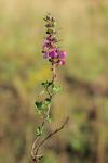 Gewöhnlicher Edel-Gamander - Teucrium chamaedrys subsp. chamaedrys