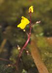 Gemeiner Wasserschlauch - Utricularia vulgaris