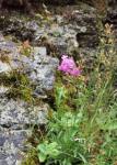 Gewöhnliche Pechnelke - Silene viscaria