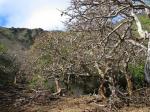 Wiliwili-Erythrina sandwicensis