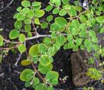 : - Euphorbia skottsbergii var. skottsbergii