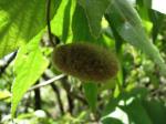 : - Helicteres jamaicensis