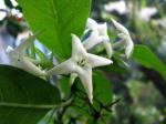: - Kadua fluviatilis