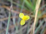 : - Xyris hymenachne