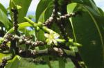: - Ochrosia kauaiensis