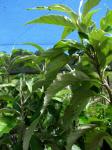 : - Remya kauaiensis