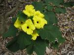 : - Uncarina peltata