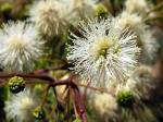 : - Anadenanthera colubrina var. cebil