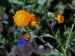 : - Calendula suffruticosa