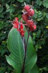 : - Canna paniculata