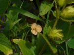 : - Murdannia lanuginosa