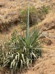 :-Agave cantala