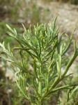 : - Artemisia michauxiana