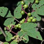 : - Cissus subrhomboidea